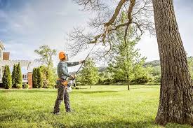 How Our Tree Care Process Works  in  Linda, CA