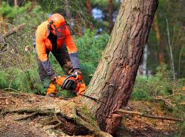 Best Hazardous Tree Removal  in Linda, CA