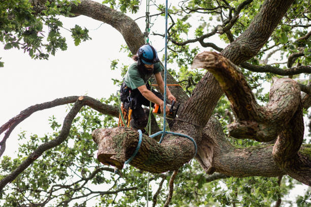 Best Tree Cabling and Bracing  in Linda, CA