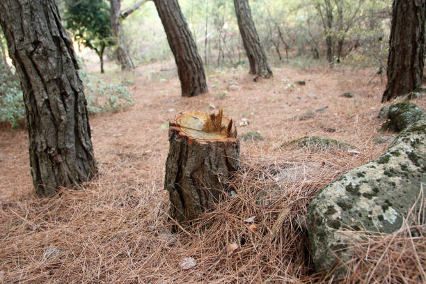 Best Tree Removal  in Linda, CA