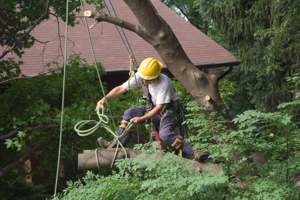 Best Tree Maintenance Programs  in Linda, CA