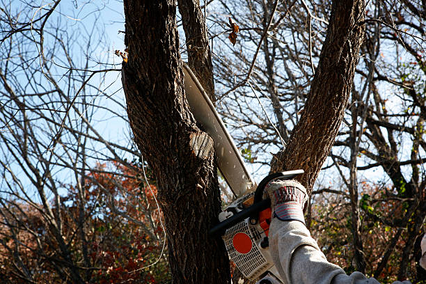 Best Utility Line Clearance  in Linda, CA