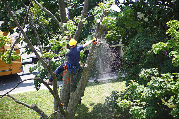 Best Lawn Renovation and Restoration  in Linda, CA