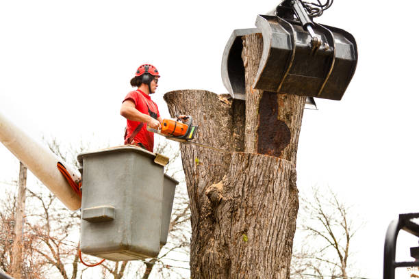 Best Emergency Tree Removal  in Linda, CA